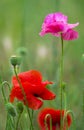 poppy . red poppy. Some poppies on green field in sunny day Royalty Free Stock Photo