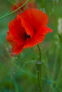 Poppy. red poppy. Some poppies on green field in sunny day Royalty Free Stock Photo