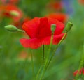 Poppy. red poppy. Some poppies on green field in sunny day Royalty Free Stock Photo