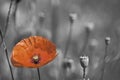Poppy remembrance day Royalty Free Stock Photo