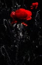 Poppy Rhapsody. light Game Royalty Free Stock Photo