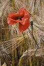 Poppy in rye field Royalty Free Stock Photo