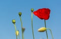 Poppy`s field in summertime , close up with clear blue sky background Royalty Free Stock Photo