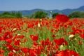 Poppy`s field in summertime , close up with clear blue sky background Royalty Free Stock Photo