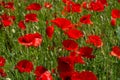 Poppy`s field in summertime , close up with clear blue sky background Royalty Free Stock Photo