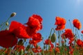 Poppy`s field in summertime , close up with clear blue sky background Royalty Free Stock Photo