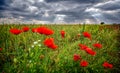 Poppy`s field in summertime , close up with coudy sky background Royalty Free Stock Photo