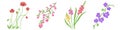 Poppy, sakura, gladiolus and orchid flowers set. Hand drawn floral vector illustrations. Pen or marker sketch. Hand Royalty Free Stock Photo