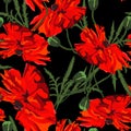 Poppy . Seamless pattern on dark background. Vector Illustration