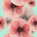 Poppy. Seamless pattern texture of pressed dry flowers. Royalty Free Stock Photo