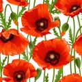 Poppy seamless pattern