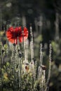 Poppy season.Blossoming poppies.Red and black background. Royalty Free Stock Photo