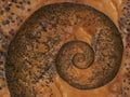 Poppy seed baked cracknel bublik spiral abstract fractal effect pattern background. Crispy crust cracknel bublik baranka abstract