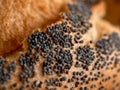 Poppy seed on bread roll macro Royalty Free Stock Photo