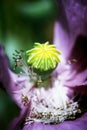 Poppy Seed Capsule With Fading Stamen And Petals, High Colour Contrast