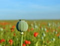 Poppy seed capsule Royalty Free Stock Photo