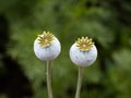 Opium Poppy Seed Capsules Royalty Free Stock Photo