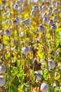 Poppy seed capsules Royalty Free Stock Photo