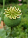 Poppy seed closeup within a garden Royalty Free Stock Photo
