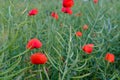 Poppy seed field closeup Royalty Free Stock Photo