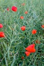 Poppy seed field closeup Royalty Free Stock Photo