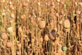 Poppy seed field Royalty Free Stock Photo