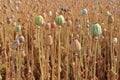 Poppy seed field Royalty Free Stock Photo