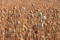 Poppy seed field Royalty Free Stock Photo