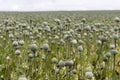 Poppy seed field Royalty Free Stock Photo