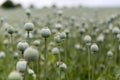 Poppy seed field Royalty Free Stock Photo