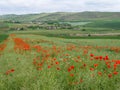 Poppy seed flowers field near a small village