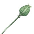 Poppy seed green pod isolated, watercolor illustration on white Royalty Free Stock Photo