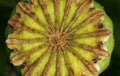 Poppy seed head from above - symmetry in nature Royalty Free Stock Photo