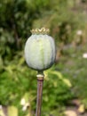 Poppy seed head close-up macro Royalty Free Stock Photo