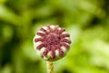 Poppy seed head Royalty Free Stock Photo