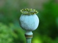 Poppy seed head. Opium poppy pod. Green poppy seed pod in the garden. Royalty Free Stock Photo