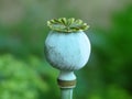 Poppy seed head. Opium poppy pod. Green poppy seed pod in the garden. Royalty Free Stock Photo