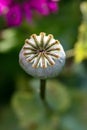 Poppy Seed Head Royalty Free Stock Photo