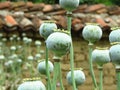 Poppy seed heads. Opium poppy pod. Green poppy seed pods in the garden. Royalty Free Stock Photo