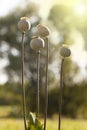 Poppy with seed heads on high stalks