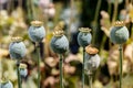 Poppy Seed Heads at the End of Flowering Royalty Free Stock Photo