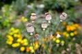 Poppy seed heads in summer with a shallow depth of field Royalty Free Stock Photo