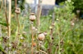 Poppy seed heads in summer with a shallow depth of field Royalty Free Stock Photo