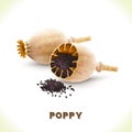Poppy seed isolated on white