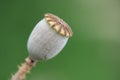 Poppy seed pod Royalty Free Stock Photo