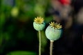 Poppy seed pod and flower close-up Royalty Free Stock Photo