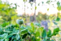 Poppy seed pod growing on a stem. Closeup photo of flowering seed head in a cottage garden, with depth of field. Beautiful nature Royalty Free Stock Photo