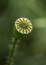 Poppy seed pod,top view, close up. Natural green background.Macro photography. Royalty Free Stock Photo