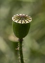 Poppy seed pod,top view, close up. Natural green background.Macro photography. Royalty Free Stock Photo