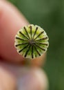 Poppy seed pod,top view, close up. Natural green background.Macro photography. Royalty Free Stock Photo